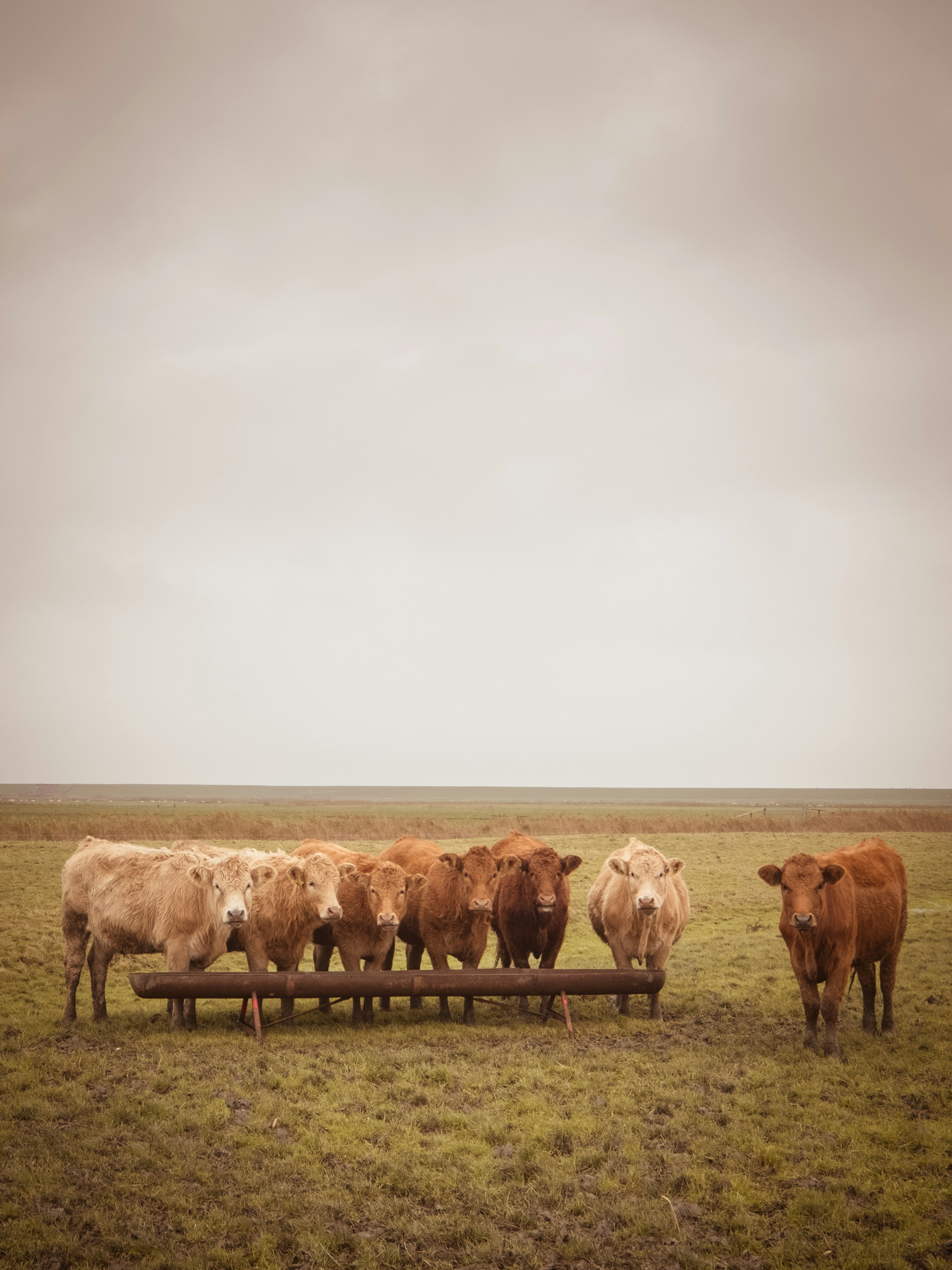 brown cows standing on grass field